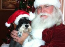 SantaDog